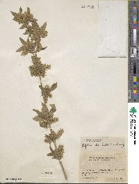 Aloysia barbata image