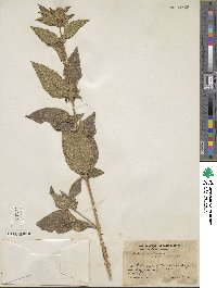 Aloysia barbata image