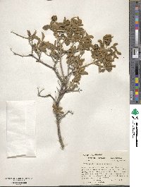 Lippia origanoides image