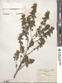 Lippia origanoides image