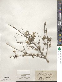 Lippia origanoides image