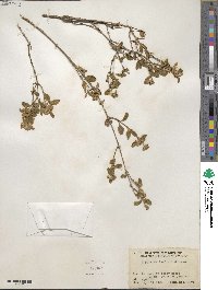 Lippia origanoides image