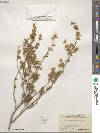 Lippia origanoides image