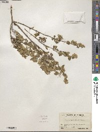 Lippia origanoides image