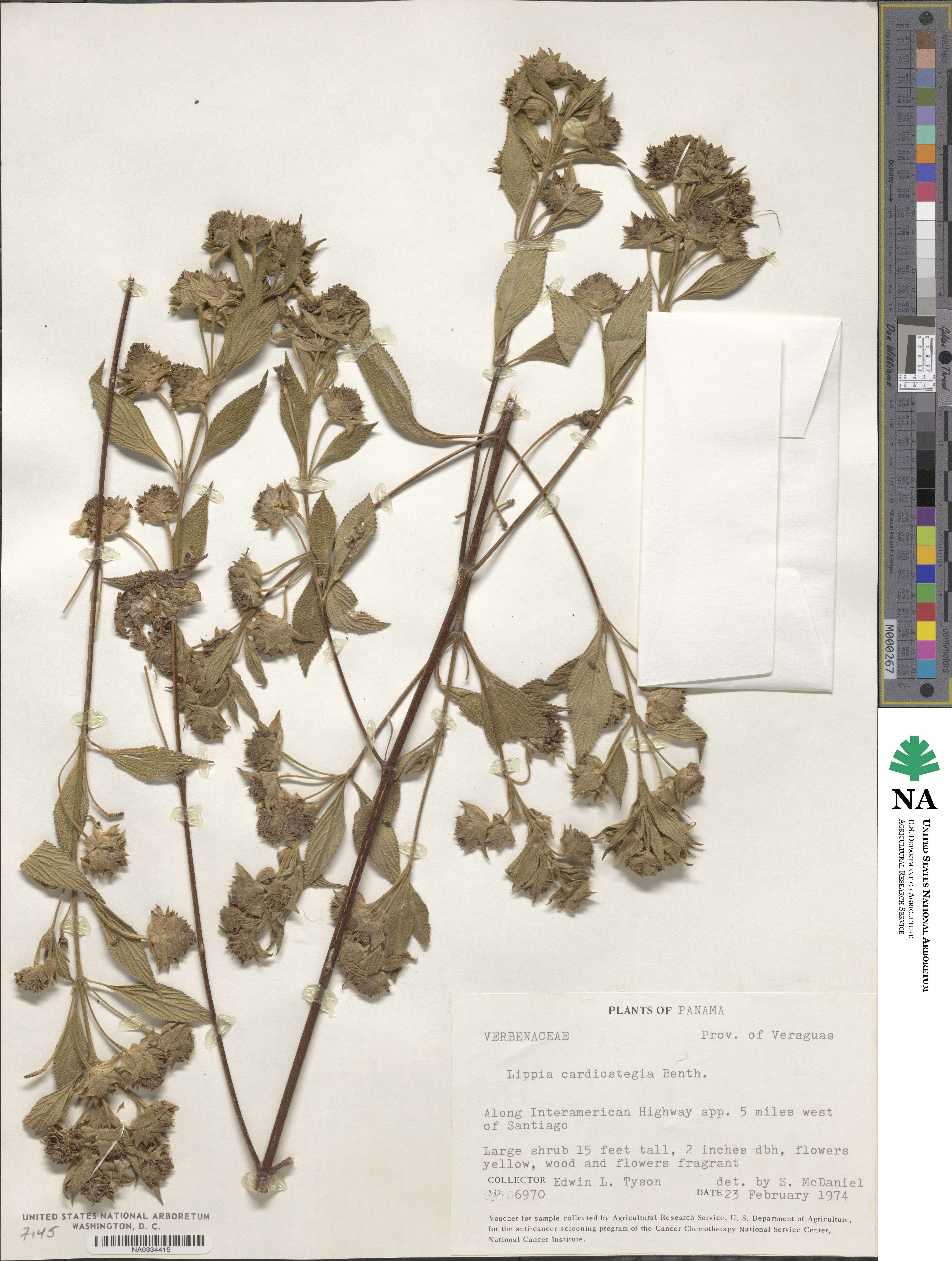 Lippia cardiostegia image