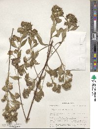 Lippia cardiostegia image