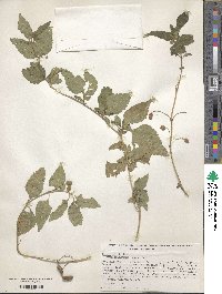 Lippia dulcis image