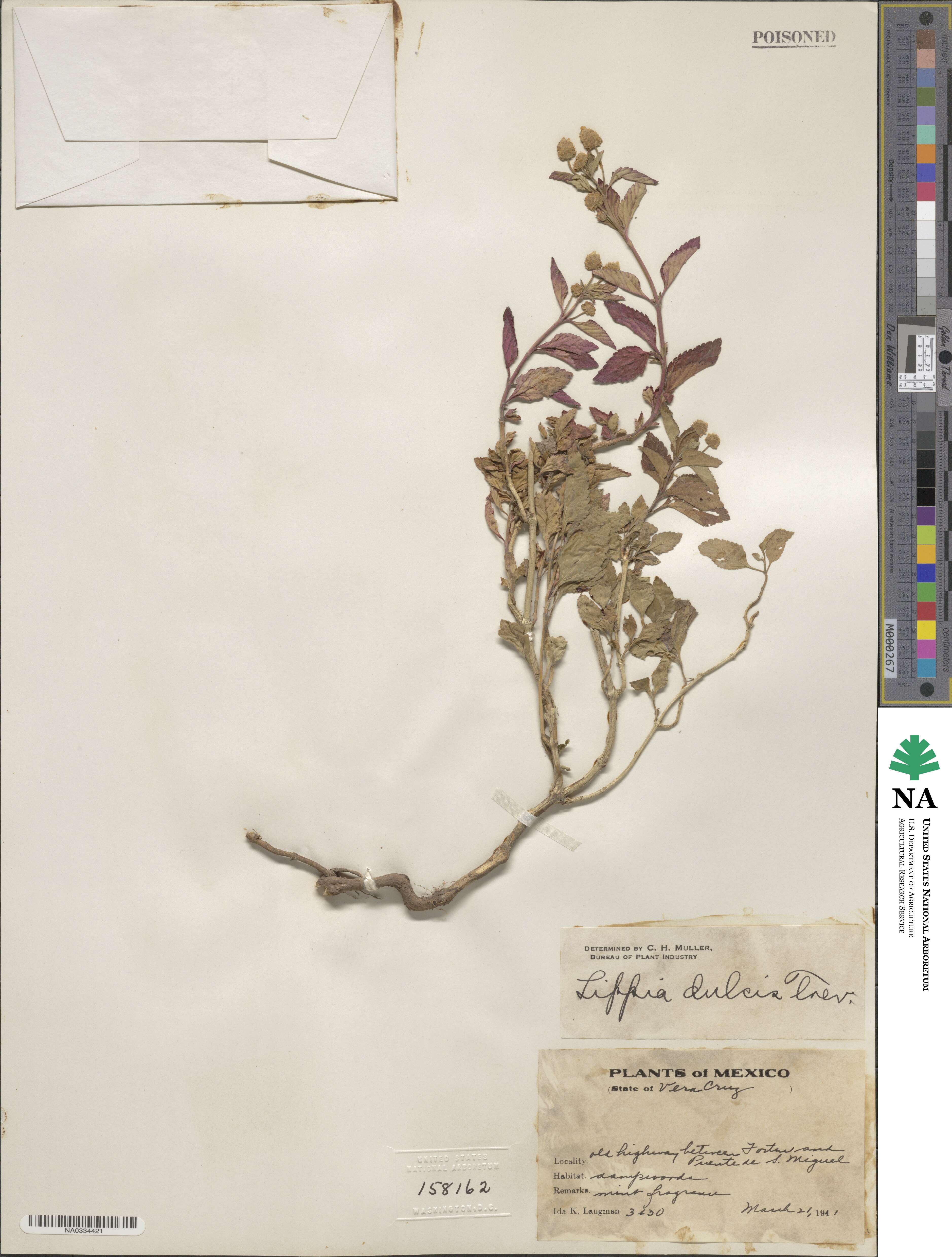Lippia dulcis image