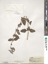 Lippia alba image