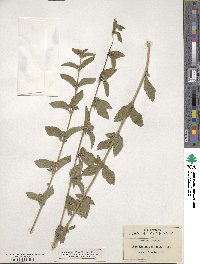 Lippia alba image