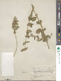 Lippia alba image