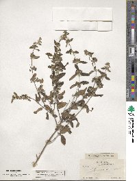 Lippia origanoides image