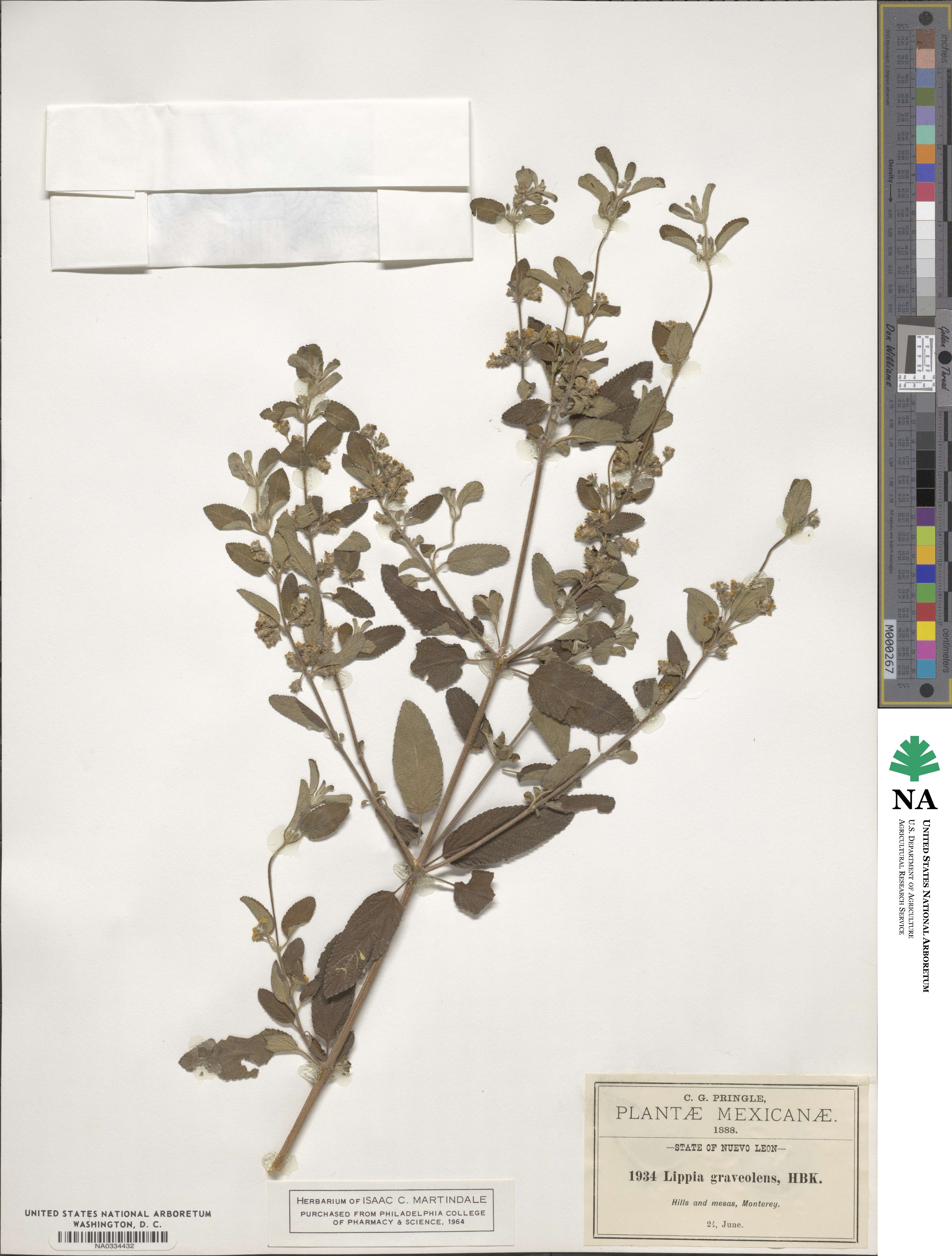 Lippia origanoides image