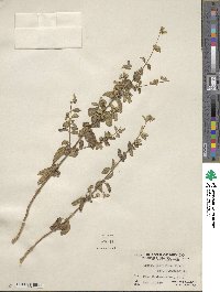 Lippia origanoides image