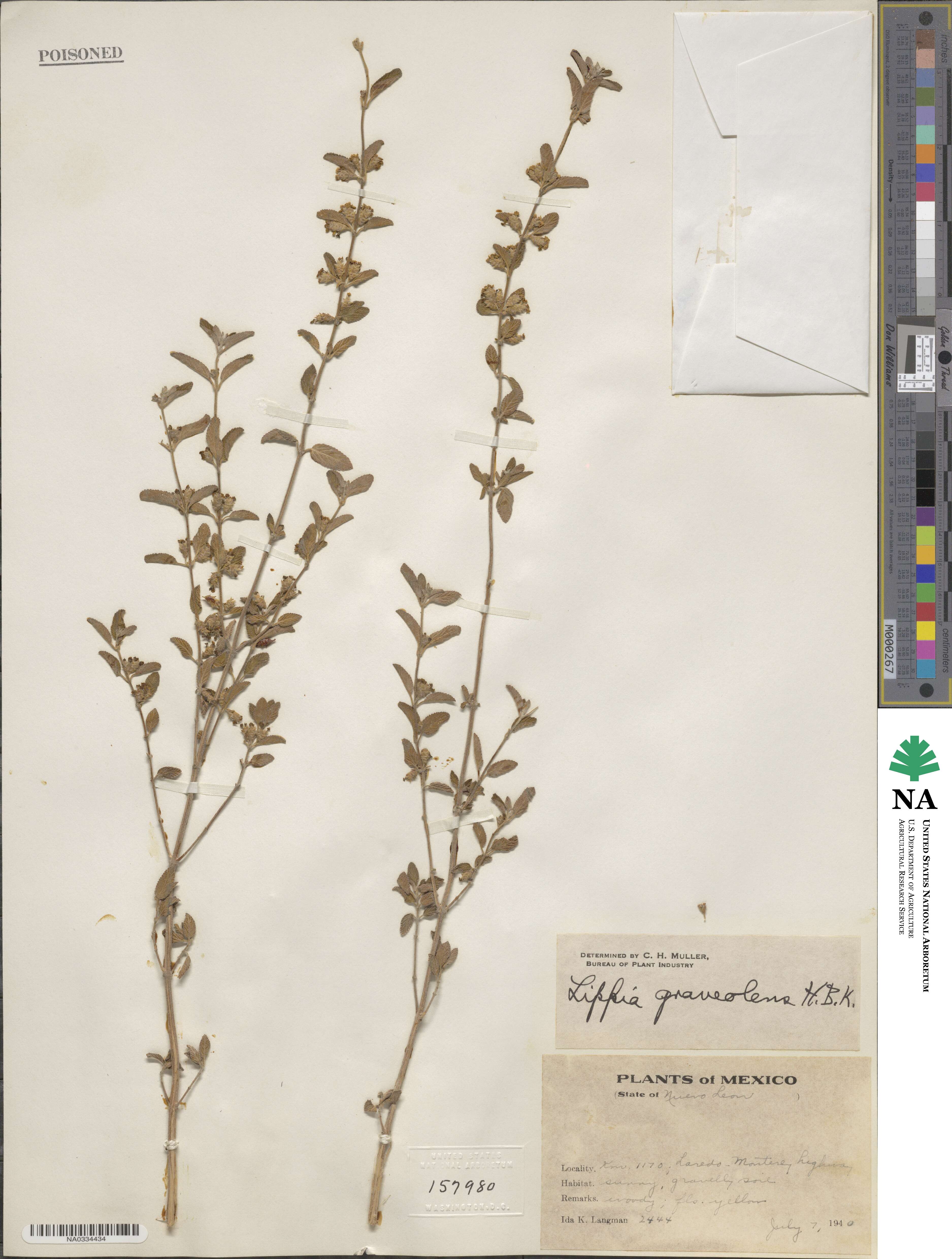 Lippia origanoides image