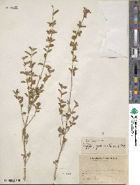 Lippia origanoides image