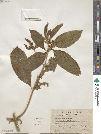 Image of Lippia myriocephala