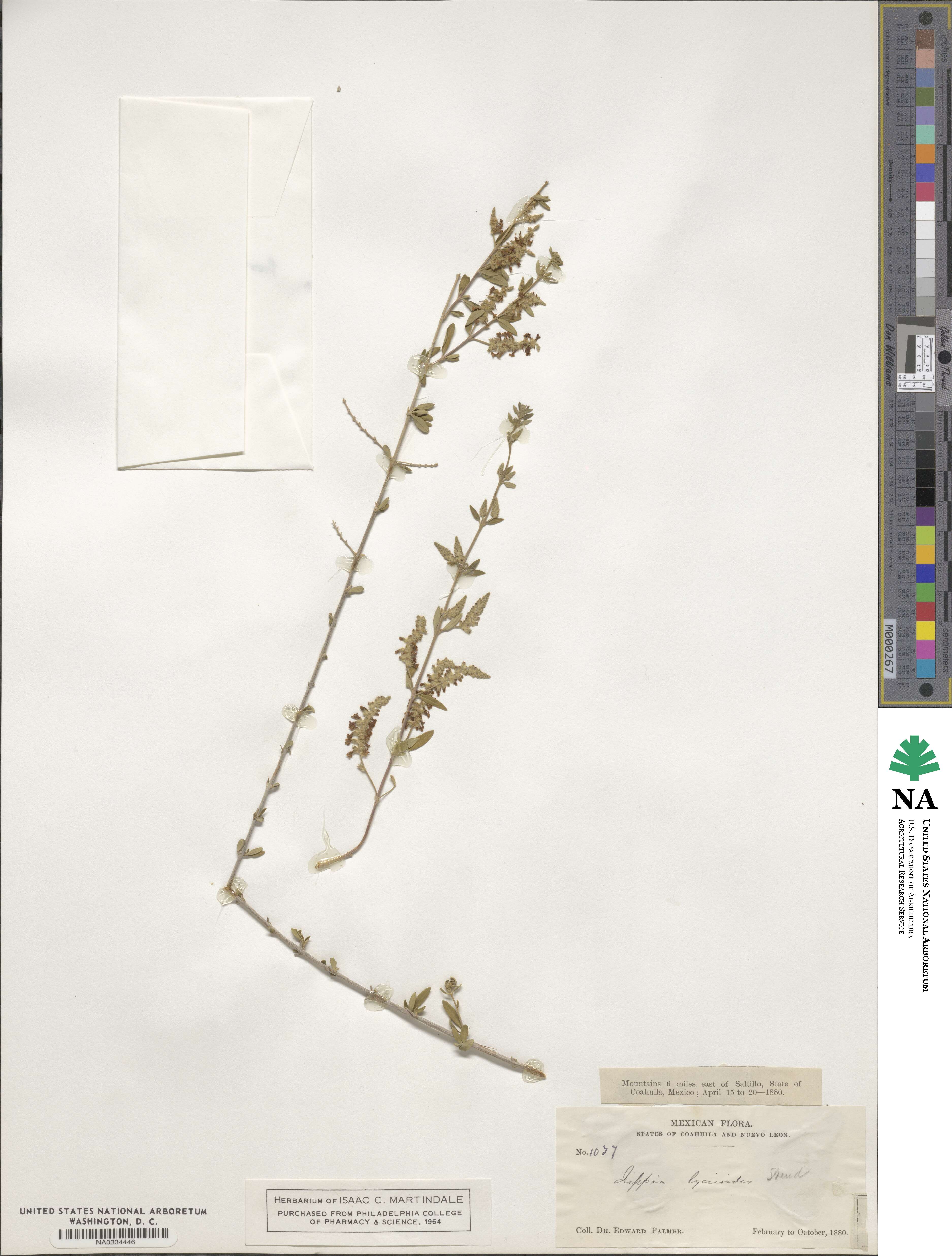 Aloysia gratissima image