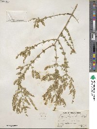 Aloysia gratissima image