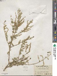 Aloysia gratissima image