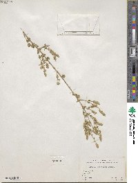 Aloysia gratissima image