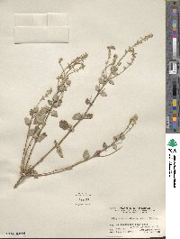 Aloysia macrostachya image