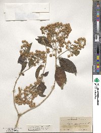 Lippia myriocephala image