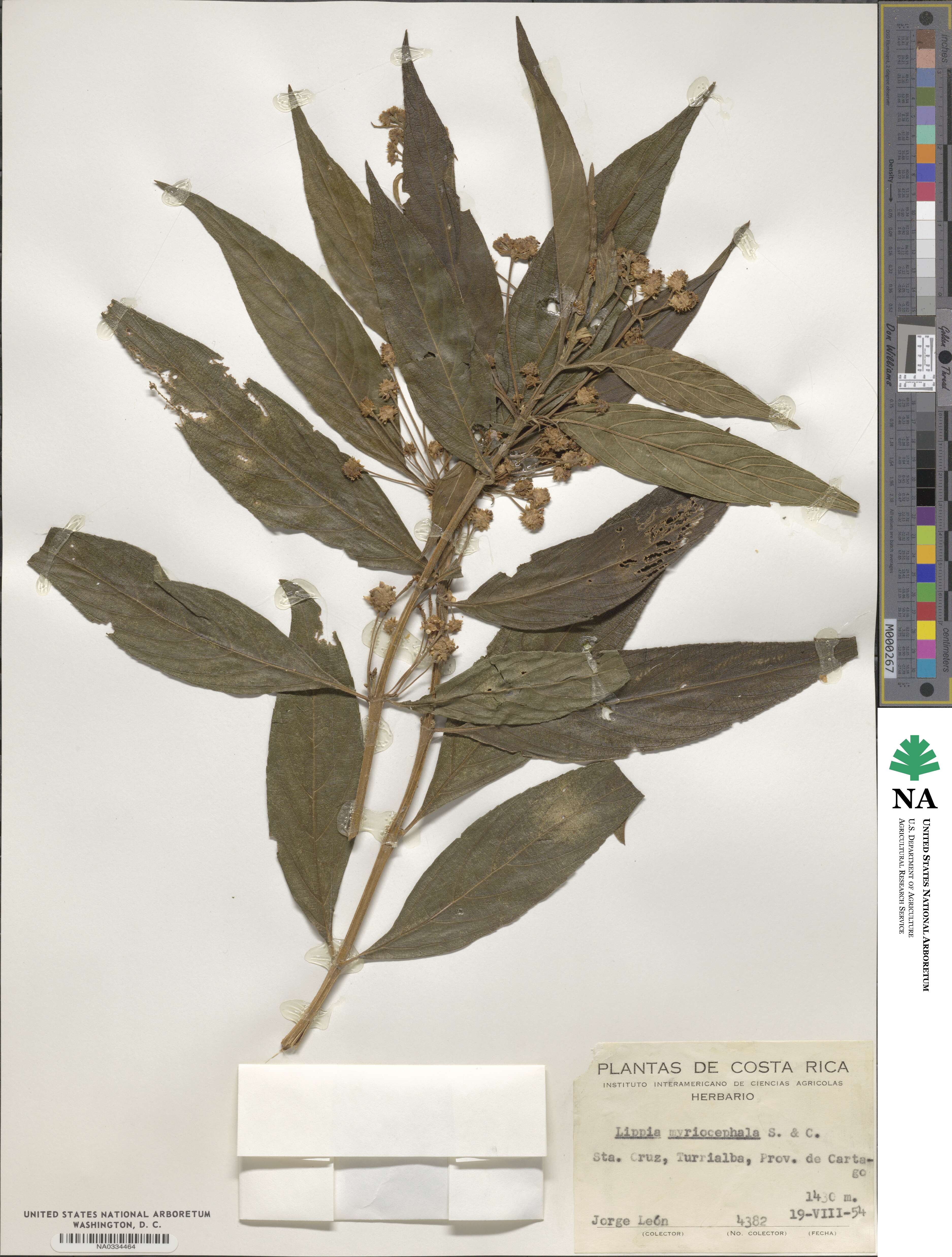 Lippia myriocephala image