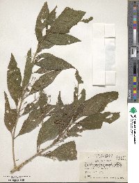 Lippia myriocephala image