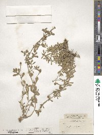Phyla nodiflora image