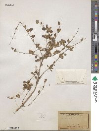 Lippia origanoides image