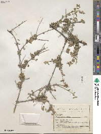 Lippia origanoides image