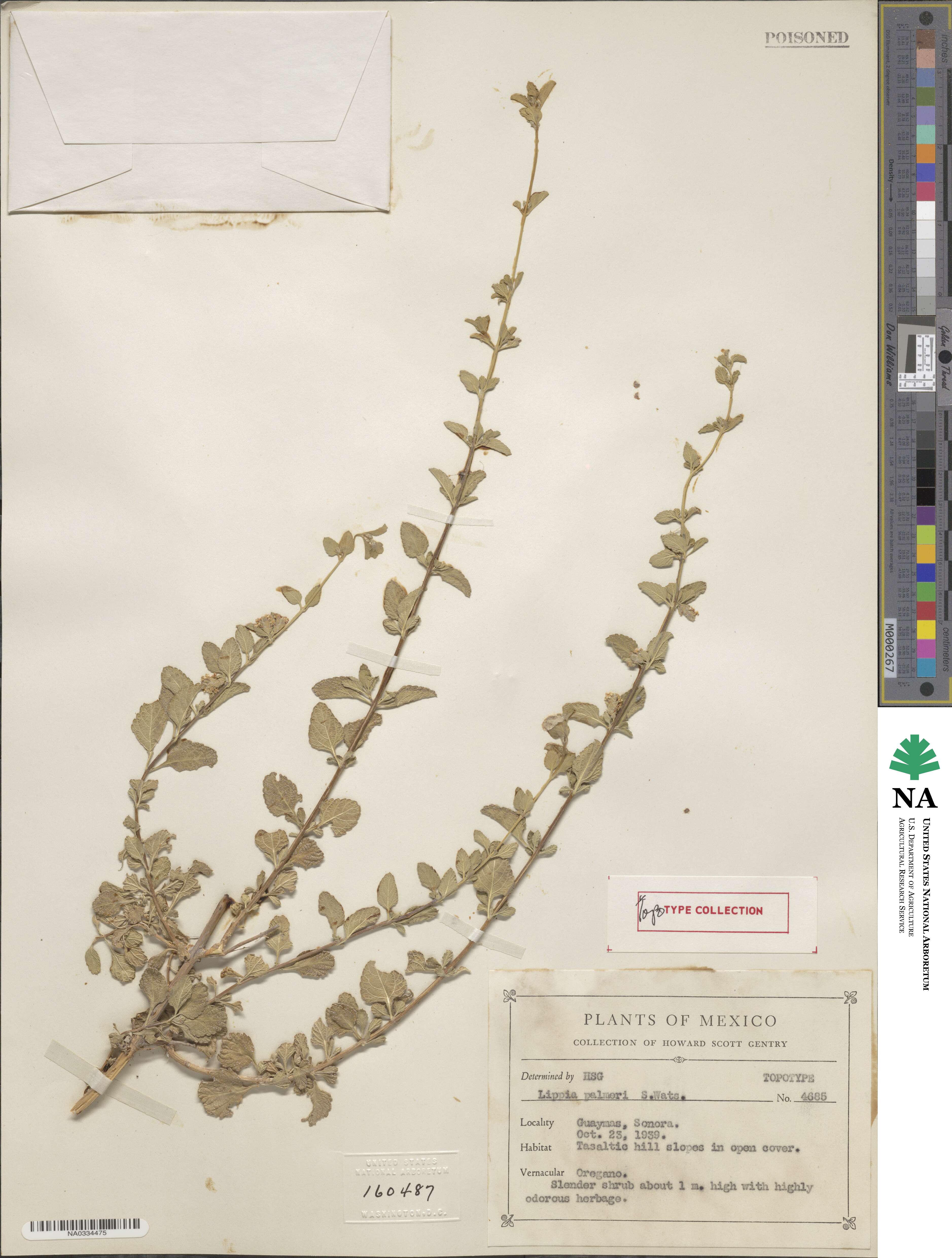 Lippia origanoides image