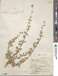 Lippia origanoides image