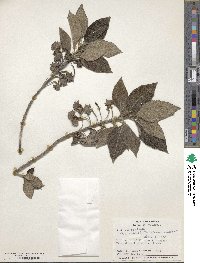 Lippia oxyphyllaria image