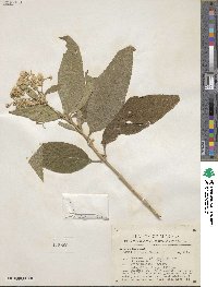 Lippia umbellata image