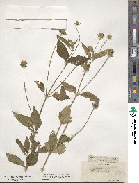 Image of Lippia purpurea