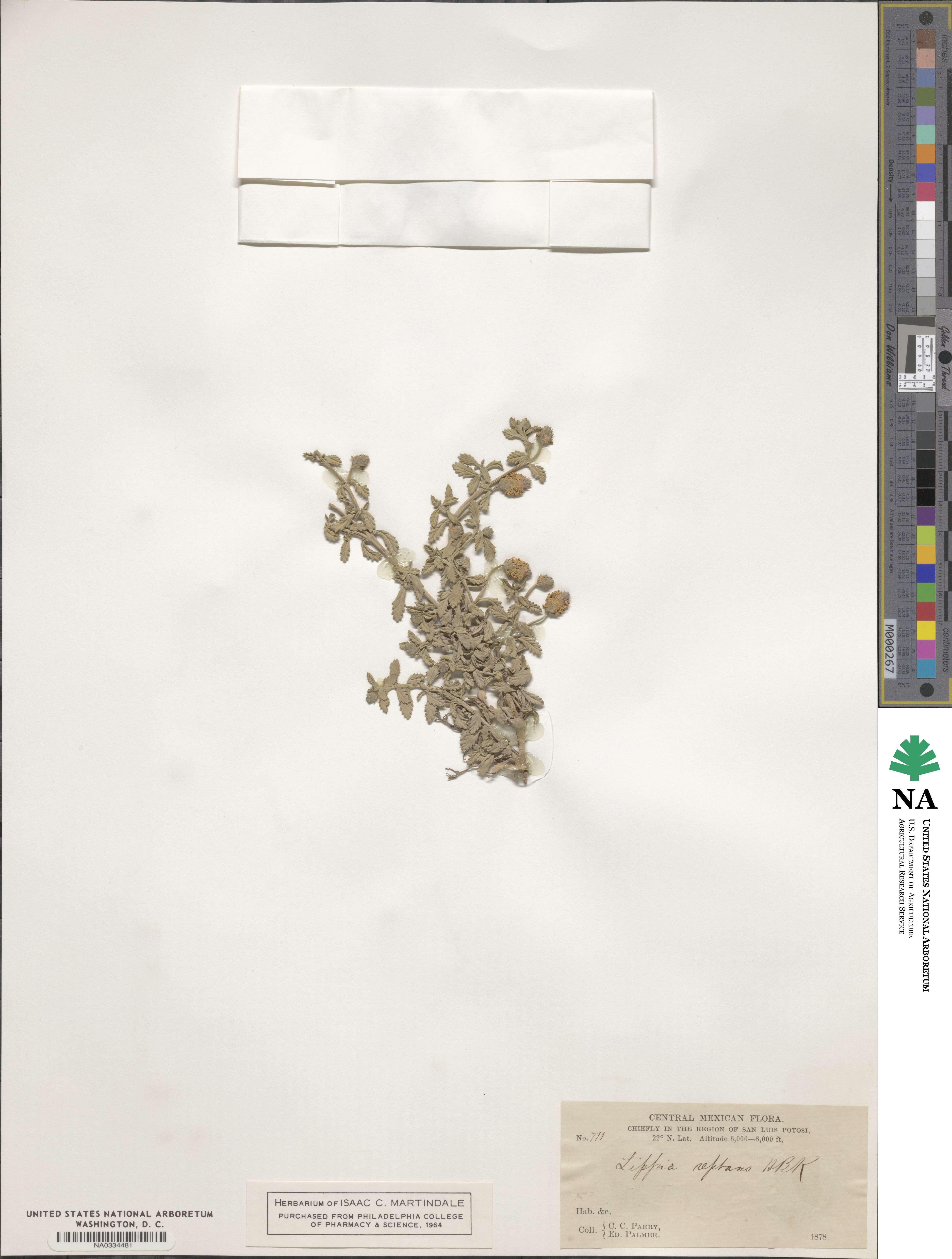 Phyla nodiflora var. reptans image