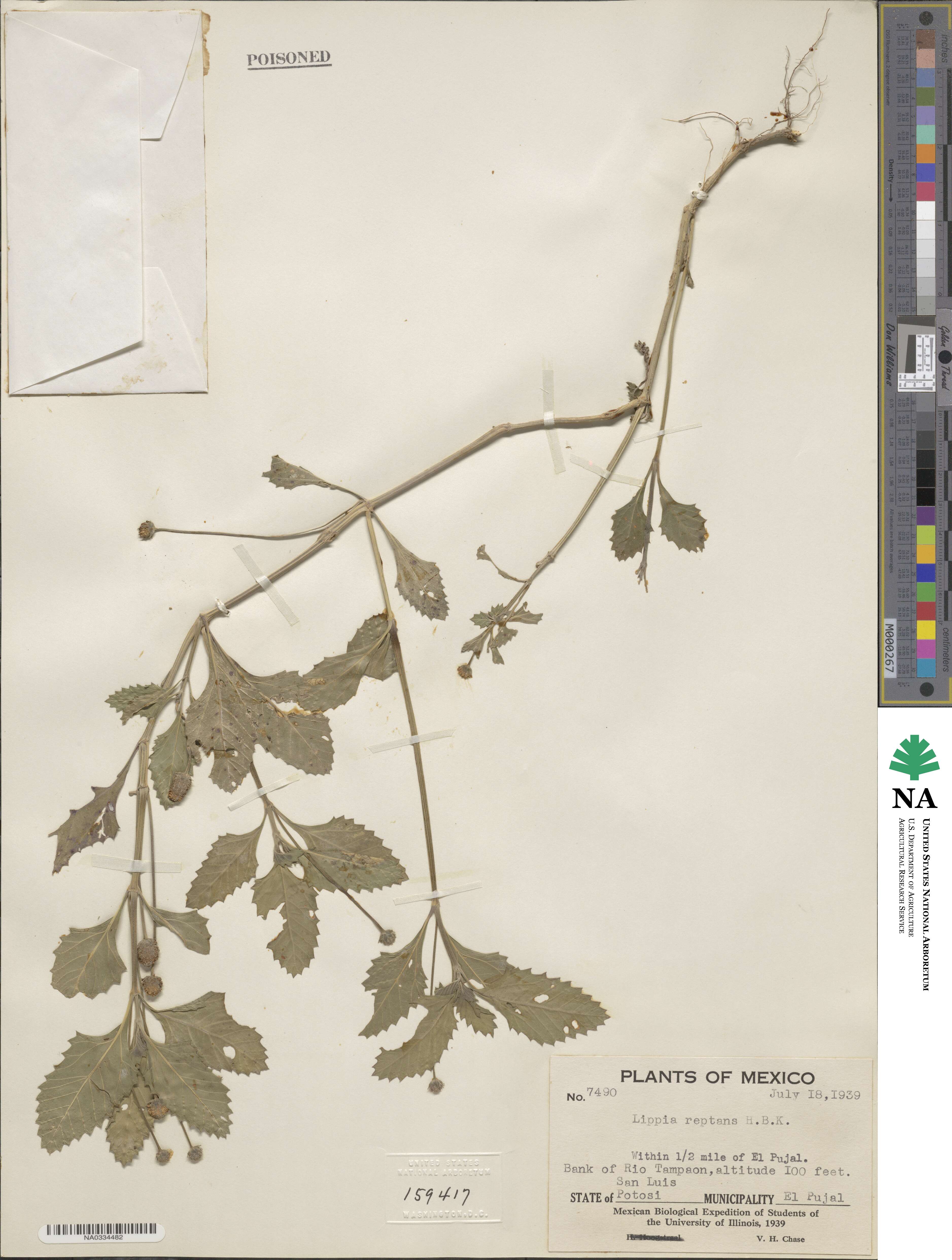 Phyla nodiflora image