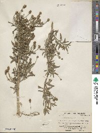 Image of Lippia stoechadifolia