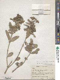 Image of Lippia tepicana