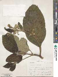 Lippia umbellata image