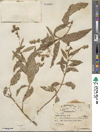 Lippia umbellata image