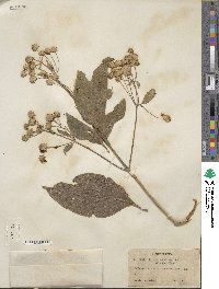 Lippia umbellata image