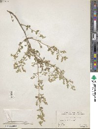 Lippia wrightii image