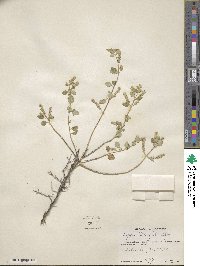 Lippia wrightii image