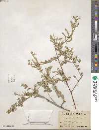 Lippia wrightii image