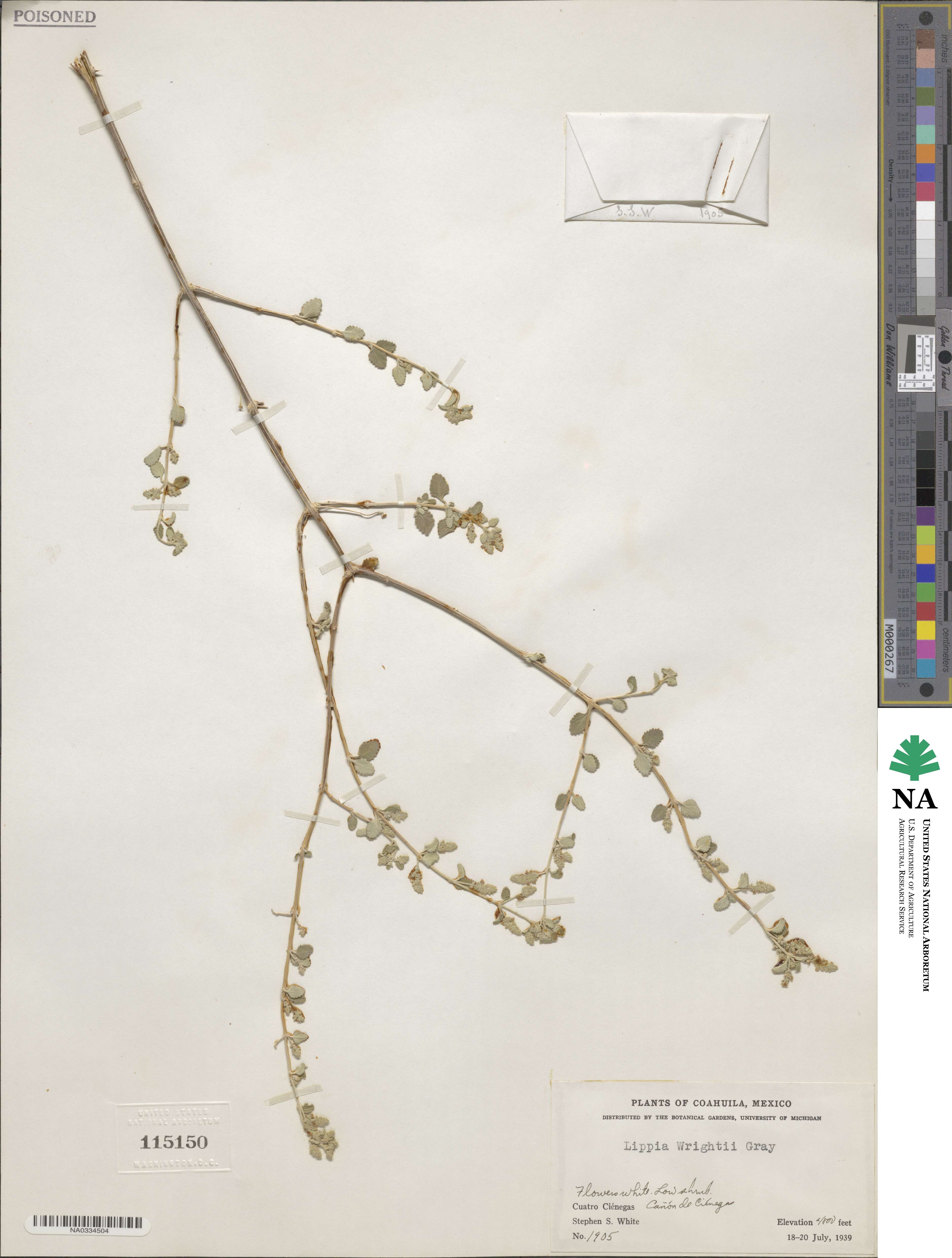 Lippia wrightii image