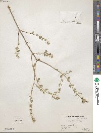 Lippia wrightii image