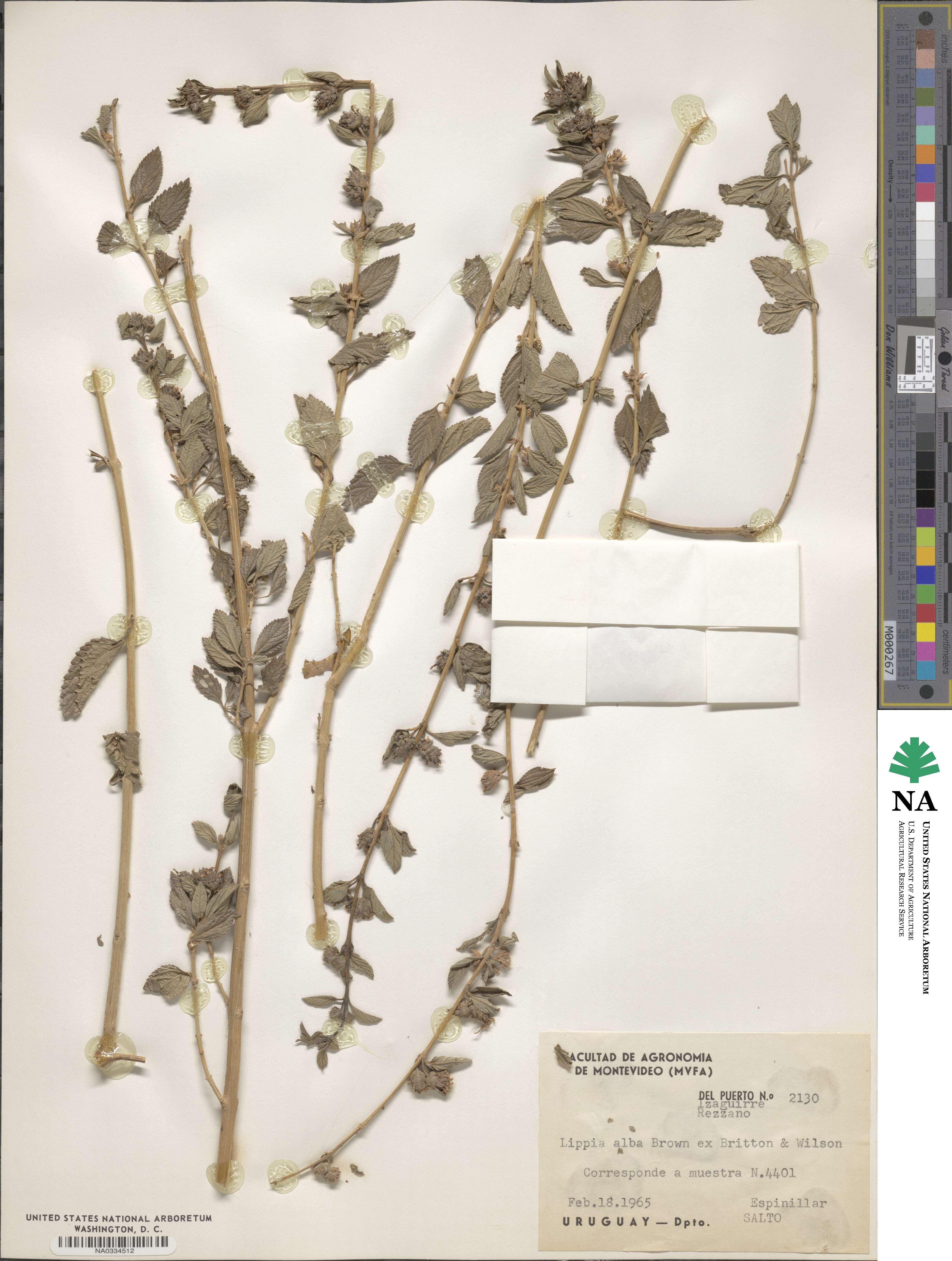 Lippia alba image
